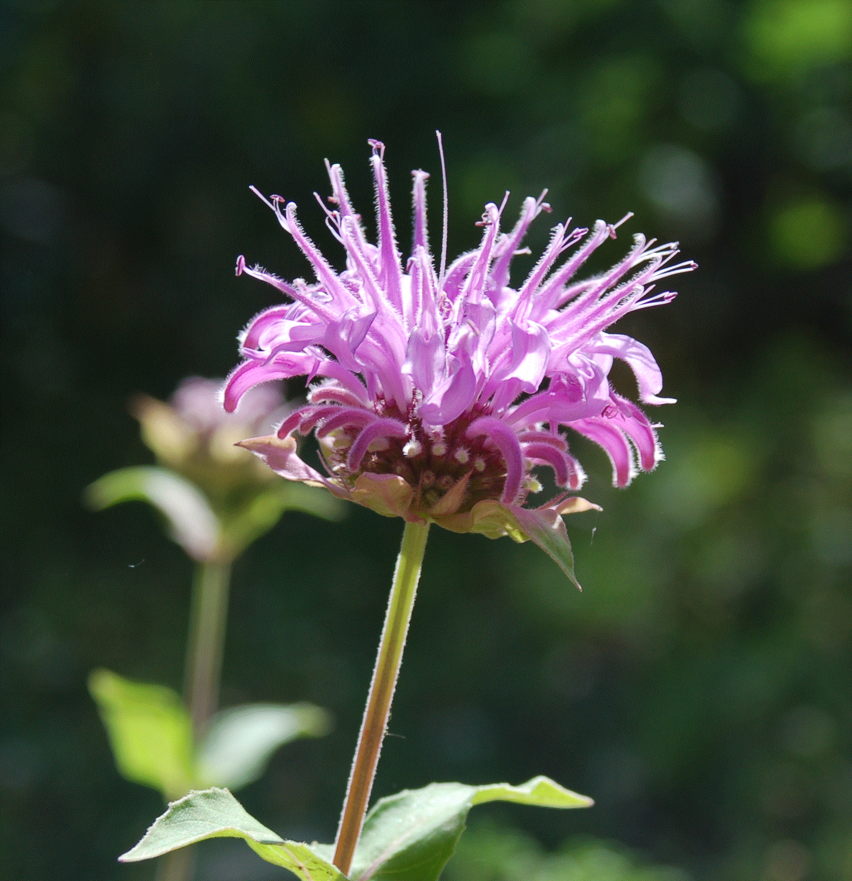 West Wildflower Seed Mix